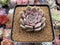 Echeveria 'Pastel Leon' 3"-4" New Hybrid Powdery Succulent Plant