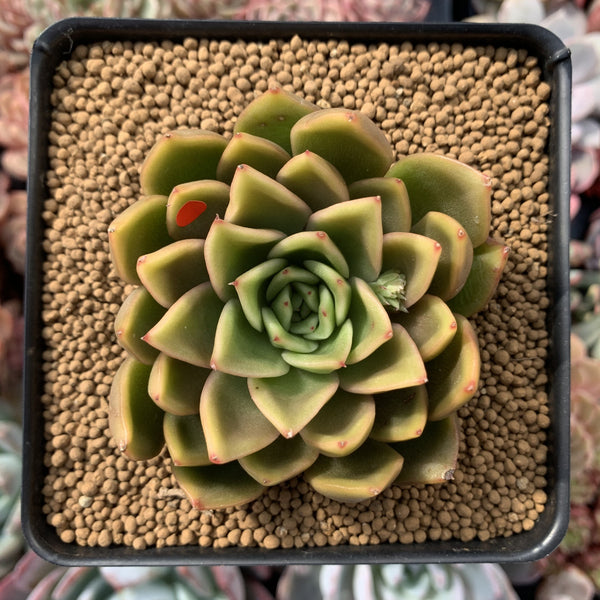 Echeveria Agavoides 'Walshire' 2"-3" Succulent Plant