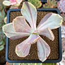 Pachyveria 'Pampoteus' Variegated 2" Succulent Plant