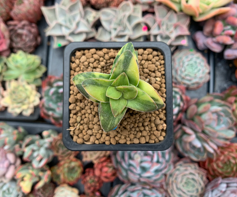 Crassula 'Springtime' Variegated 1" Succulent Plant