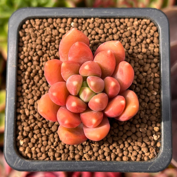 Pachyphytum Compactum 'Pink Glaucum' 1" Succulent Plant