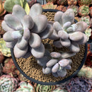 Pachyphytum Oviferum 'Moon Stone' 4" Cluster Succulent Plant