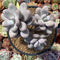 Pachyphytum Oviferum 'Moon Stone' 4" Cluster Succulent Plant