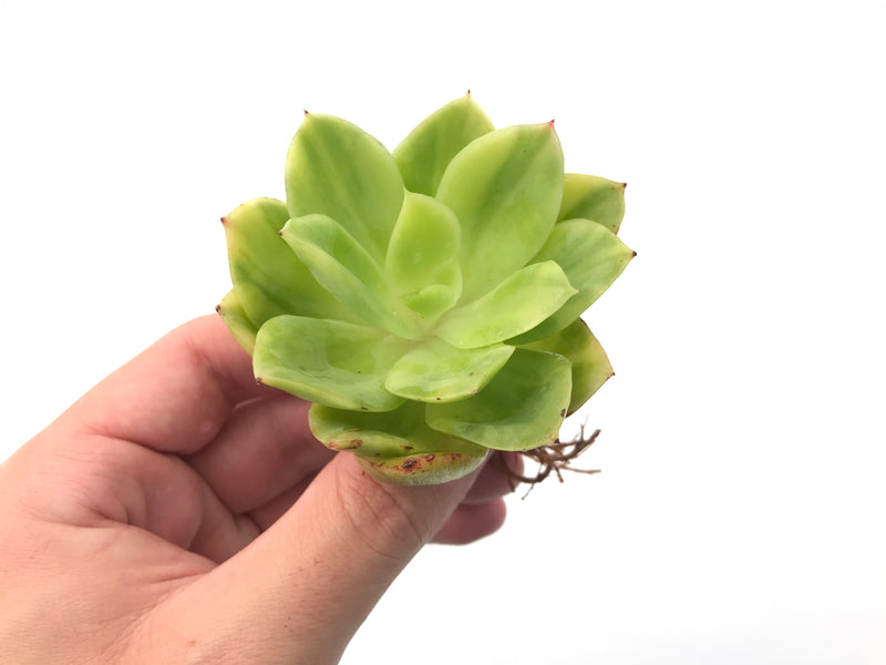 Echeveria 'Golden Glow' Variegated 2"-3" Rare Succulent Plant