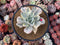 Echeveria 'Japan Moon River' Variegated 3"-4" Succulent Plant