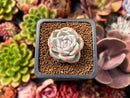 Echeveria 'Alba Beauty' 1" Succulent Plant