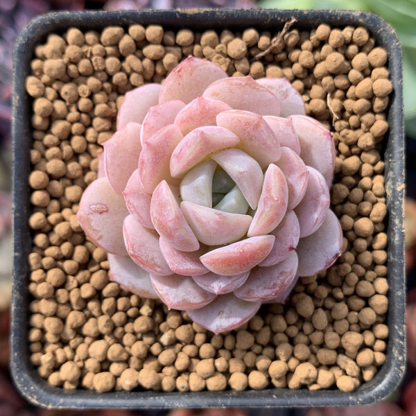 Echeveria 'Amazing Grace' 1" Succulent Plant