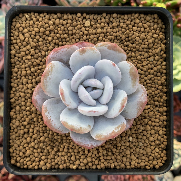 Echeveria 'Laui' 2"-3" Powdery Succulent Plant