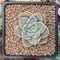 Graptoveria 'Highstone' 2" Powdery Succulent Plant