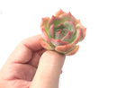 Echeveria 'Rosanna' Small 1"-2" Succulent Plant