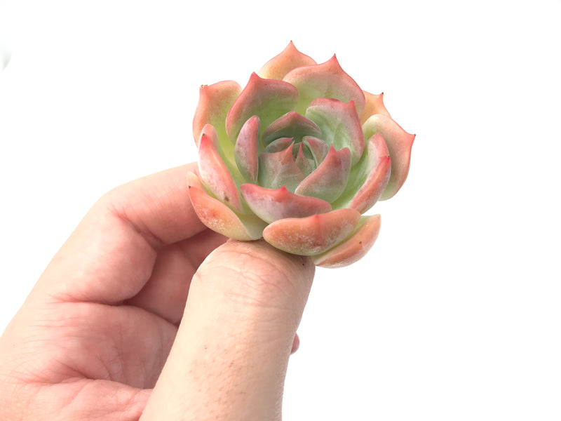 Echeveria 'Rosanna' Small 1"-2" Succulent Plant