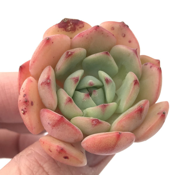 Echeveria 'Black Panther' 1"-2” Rare Succulent Plant