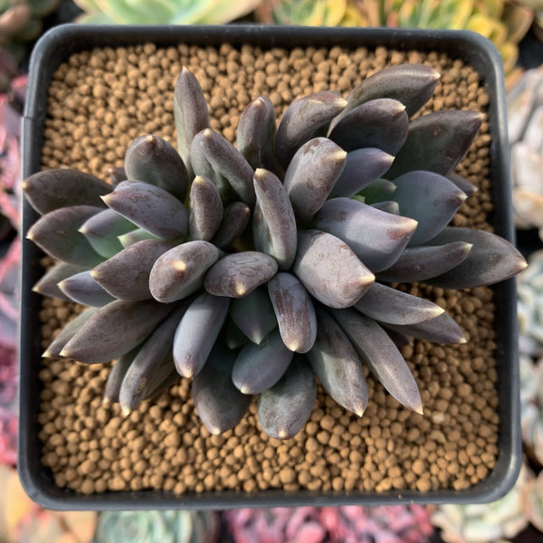 Echeveria Agavoides 'Black Swan' 4" Cluster Succulent Plant