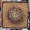 Echeveria Agavoides 'Red Fantasy' 2"-3" Succulent Plant