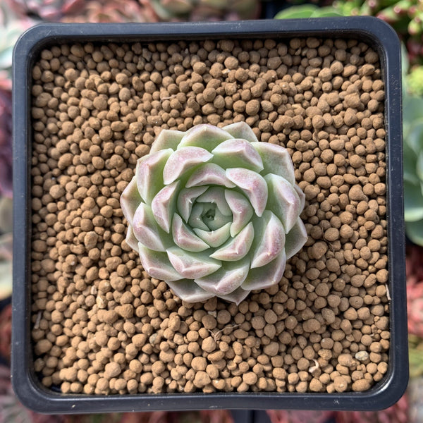 Echeveria 'Helena' Hybrid 1" Small Succulent Plant