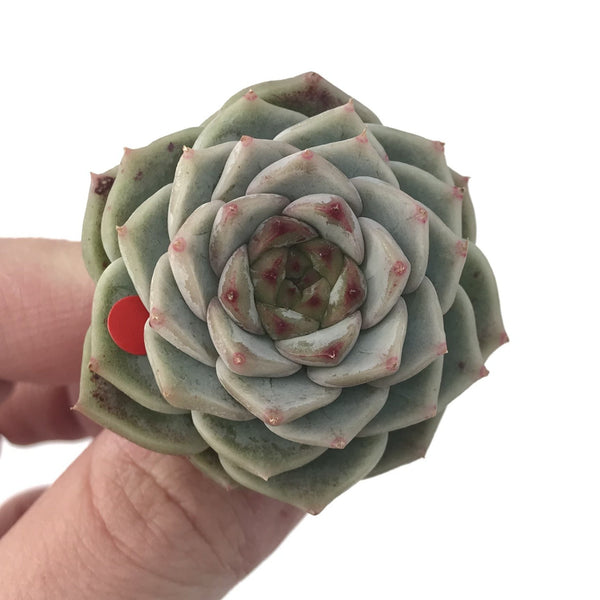 Echeveria 'Red Velvet' 1"-2" Succulent Plant