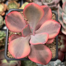 Echeveria 'Angel Wings' Variegated 2"-3" Succulent Plant