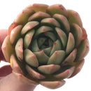 Echeveria Agavoides 'Chimera' 3” Succulent Plant