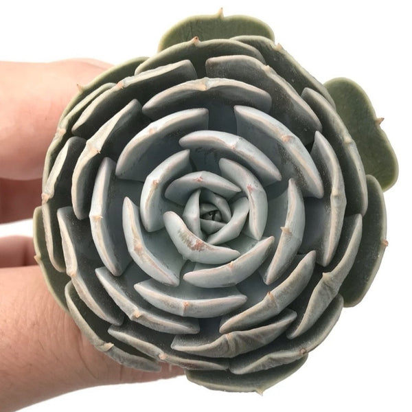 Echeveria sp. 1"-2” Rare Succulent Plant