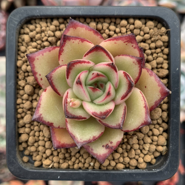 Echeveria Agavoides 'Toby' 1" Succulent Plant