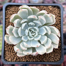 Echeveria 'Angel-In-Us' Variegated 2" Succulent Plant