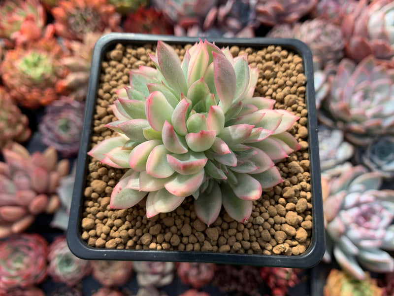 Echeveria 'Mebina' Variegated 2" Succulent Plant