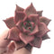 Echeveria Agavoides 'Red Ebony' 3" Succulent Plant