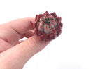 Echeveria Enita Small Seedling 2” Rare Succulent Plant