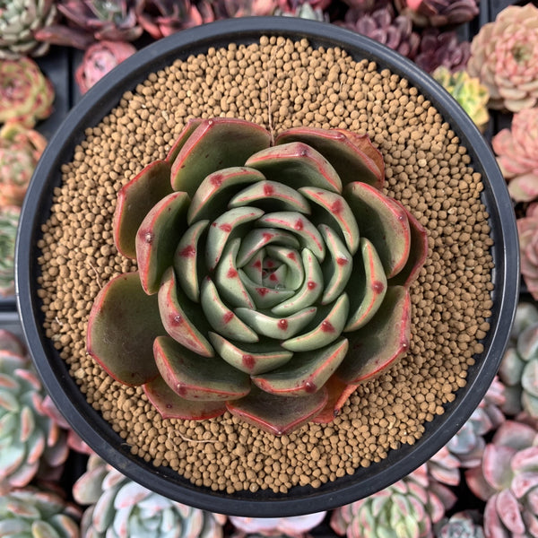 Echeveria Agavoides 'Salu' 3" Succulent Plant