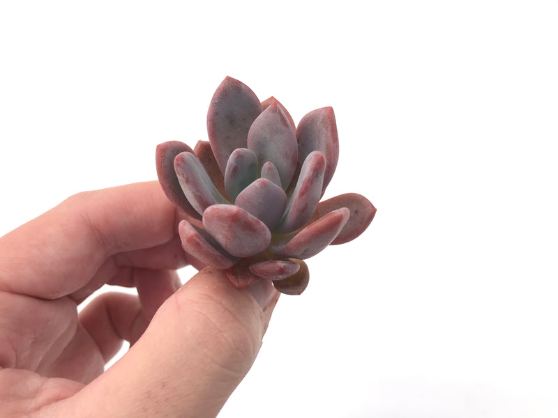 Echeveria 'Monroe Queen' 1"-2" New Hybrid Succulent Plant