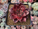 Echeveria Agavoides 'Luming' 4" Succulent Plant