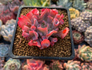 Echeveria 'Trumpet Pinky' 2"-3" Succulent Plant