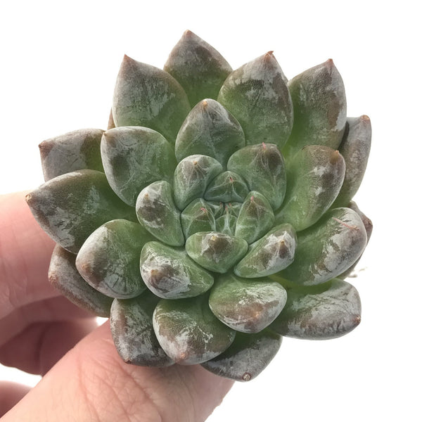 Echeveria 'Suntory' New Hybrid 2" Succulent Plant