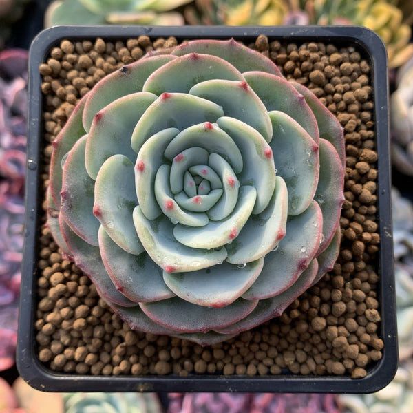 Echeveria 'Mont Blanc' 2"-3" Powdery Succulent Plant