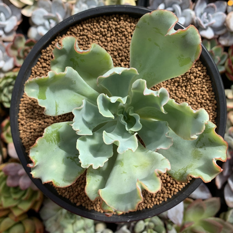 Echeveria 'Aquarius' 3" Succulent Plant