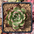 Echeveria Agavoides 'Sarabony' Hybrid 3" Succulent Plant