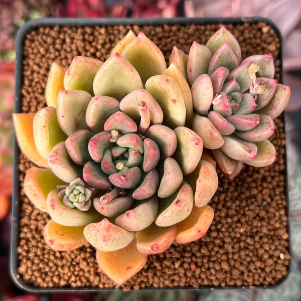 Echeveria 'Arje' 3" Cluster Succulent Plant