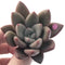 Graptoveria 'Ruby Donna' 2" Succulent Plant