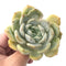 Echeveria sp. 4" Rare Succulent Plant