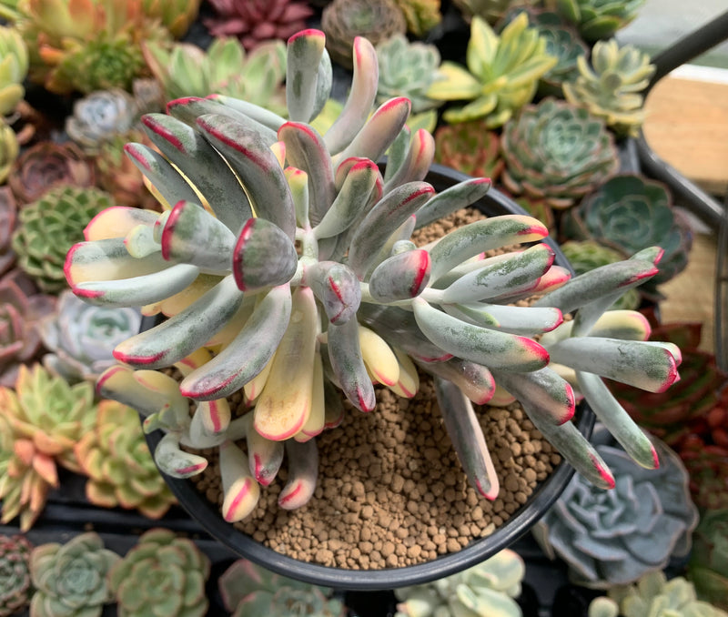 Cotyledon 'Orbiculata' Variegated 6" Very Large Succulent Plant