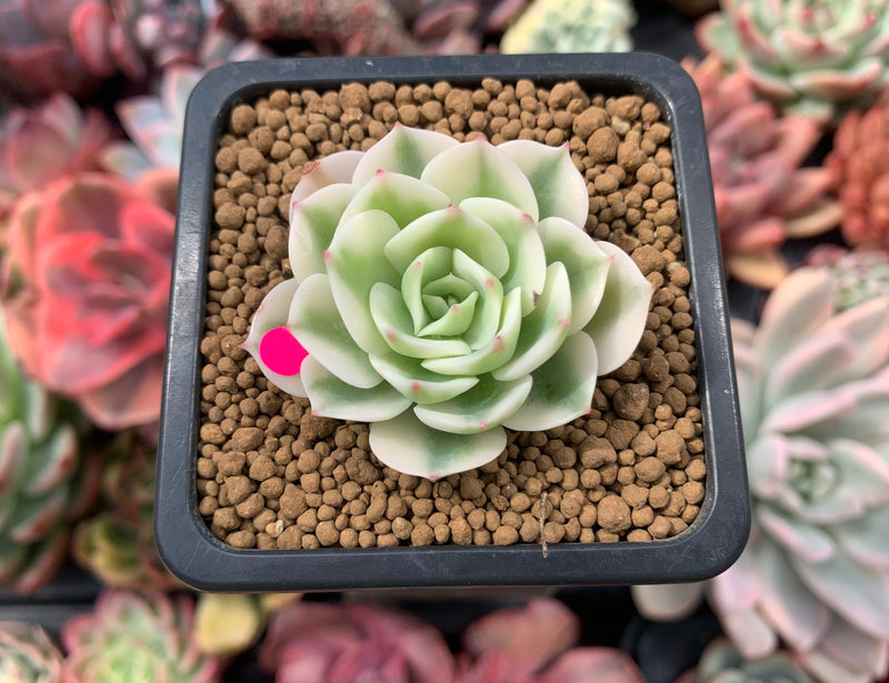 Echeveria 'Compton Carousel' Variegated 2" Small Succulent Plant