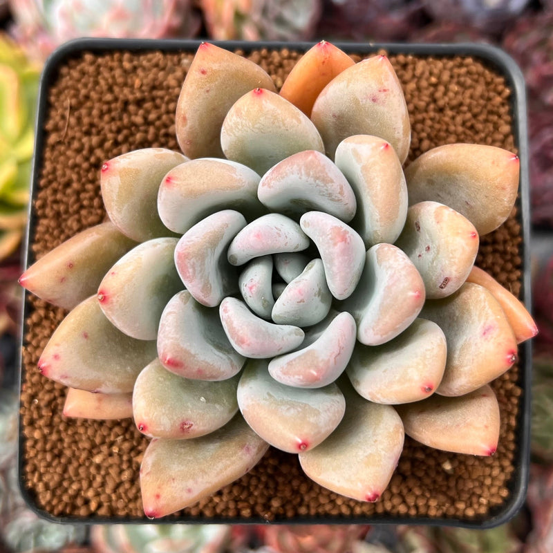 Graptoveria 'Opalina' 2"-3" Succulent Plant