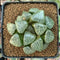 Haworthia 'Tsukikage' 3" Succulent Plant