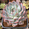 Echeveria 'Orange Monroe' 4"-5" Extra Large Succulent Plant