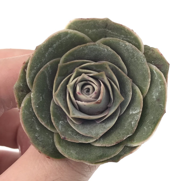 Greenovia 'El Hiero' 2" Succulent Plant