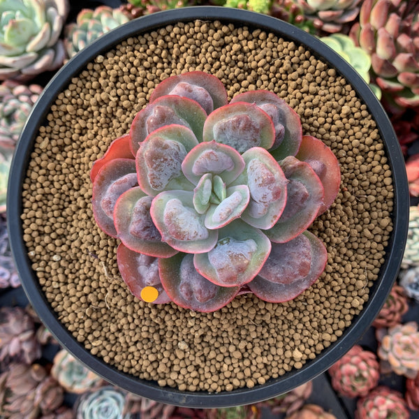 Echeveria 'Hearts Delight' 3" Succulent Plant