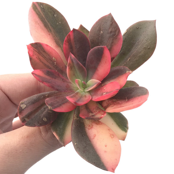 Echeveria 'Hanaikada' Variegated 3"-4" Succulent Plant