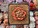 Echeveria Agavoides 'Cagliari' 1" Succulent Plant