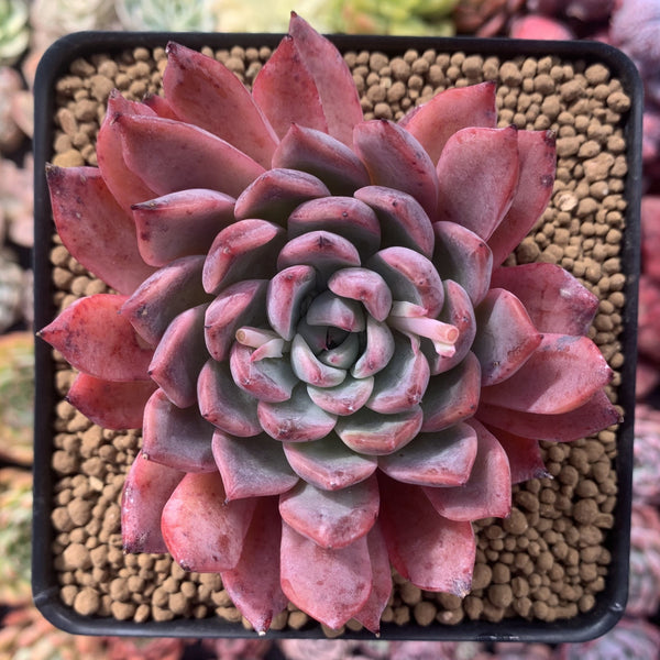 Echeveria 'Cortes' 4" Succulent Plant