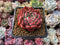 Echeveria 'Cortes' 2"-3" Succulent Plant